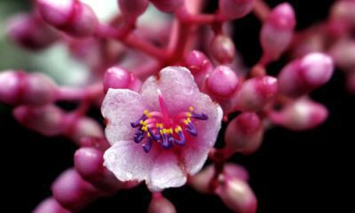 小学作文_端午节的作文300字5篇