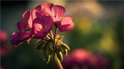 2020父亲节送给爸爸的祝福语经典