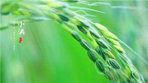 小满1.jpg