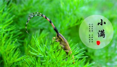 小满心情说说_小满节气说说朋友圈句子