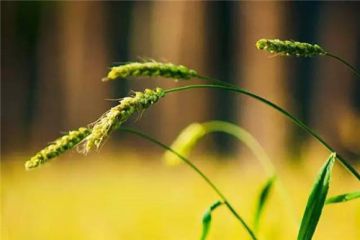 端午节作文一年级_端午节作文500字大全