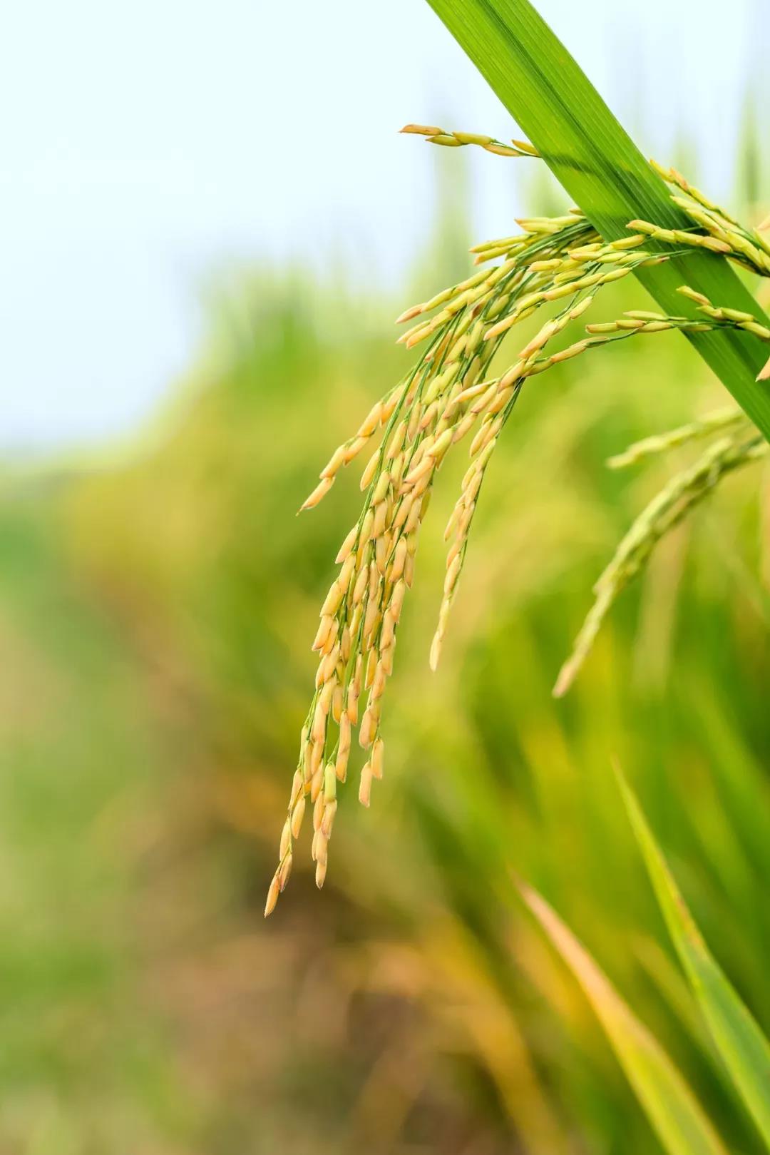 1591703588587174.jpg 1591703588587174.jpg