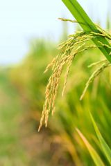 精选大专自我鉴定300字模板5篇