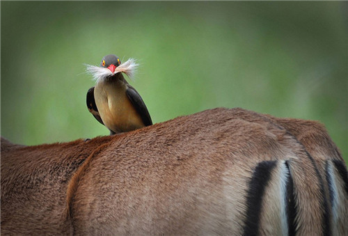 1592982778367952.jpg 2020端午节登山防火安全标语精选最新