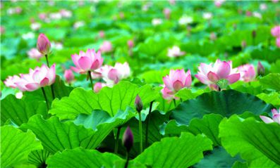 2020夏天好热的朋友圈说说