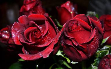 2020关于最新七夕情人节活动策划方案精选范文【5篇】