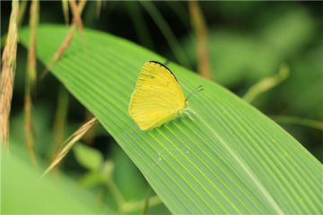 三伏天除湿气8种食物熬粥的做法