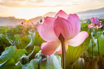 大暑吃什么养生