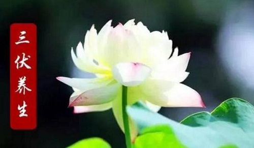 三伏天如何养生调理_三伏天怎么锻炼身体好