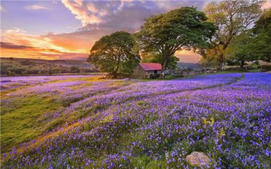 七夕节送花简洁祝福寄语大全2020【5篇】