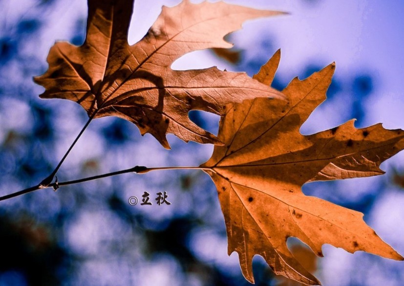 初秋朋友圈说说文案精选
