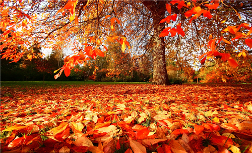 2020关于秋天的优美句子