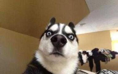 七夕单身狗搞笑朋友圈句子80句