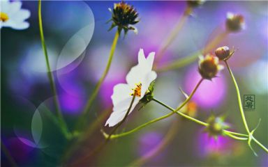 2020处暑说说心情早安语录大全80句