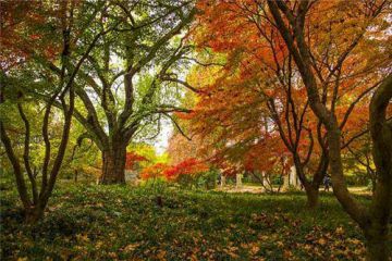 2020描写秋天的优美好看句子100条大全