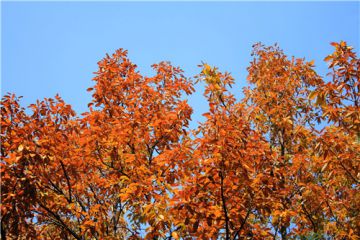 2020秋天优美句子说说100条大全