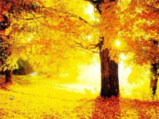 2020小学生描写秋天的优美好玩句子100条