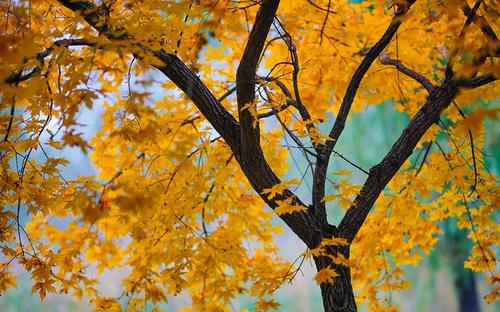 1597283463548208.jpg 朋友圈秋天唯美句子