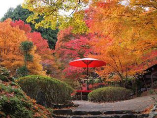 2020赞美秋天的优美句子130条最新