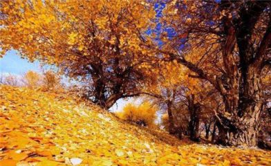 2020描写秋天的祝福说说句子精选100条