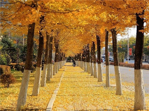 1597390661491324.jpg 2020描写秋天的优美句子80句