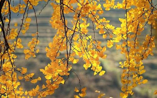 1597392794428776.jpg u=2225089633,1374890797&fm=11&gp=0.jpg