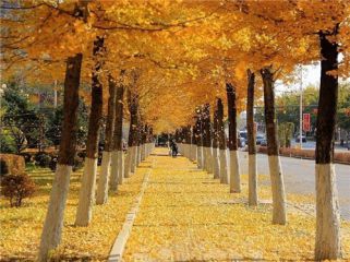 描写秋天的经典句子