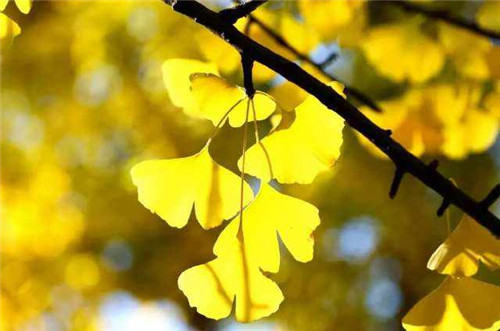 1597736735766650.jpg 关于秋天简短句子大全