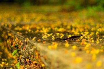 秋天句子唯美短句子摘抄80句