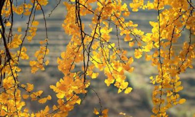 关于秋天的抖音文案大全