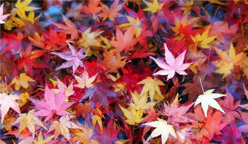 关于秋天的经典句子大全80句