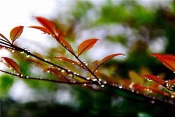 形容秋雨优美句子大全80句