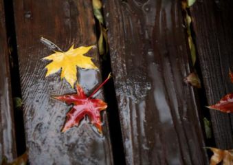 秋雨句子唯美短句子80句