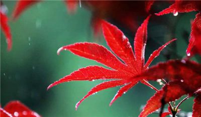 描写秋雨绵绵的唯美句子80句