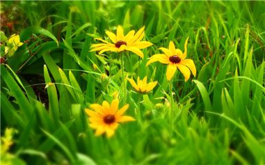 处暑节气个性问候语