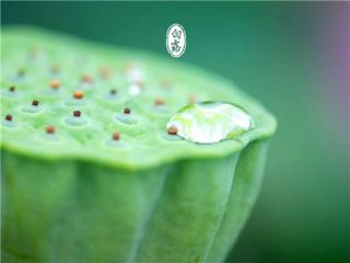 白露节气养生食谱大全