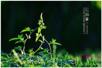 白露节气的含义是什么