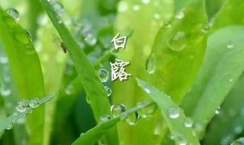 2020白露祝福短信最温馨的话