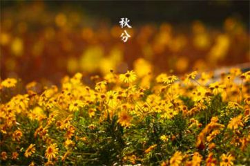 2020描写秋分唯美的句子大全80句