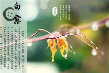 2020年白露经典祝福句子