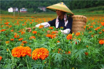 第三个中国农民丰收节心得与感悟精选最新大全5篇