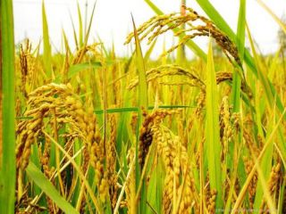 2020秋分是什么时候及养生攻略