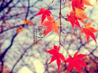 关于秋分祝福语2020送爱人【80句】