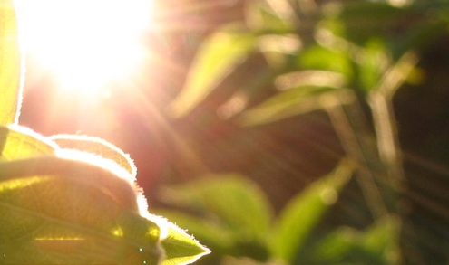 1600326867713771.png 唯美3.png