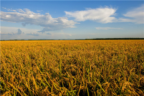 1600327428580810.jpg 9a1f823a032c4bbdaad82762b904d50f.jpg