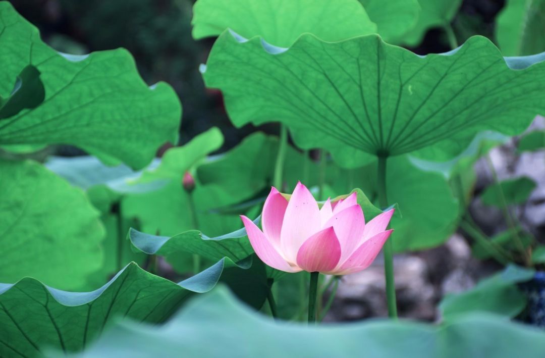 大暑唯美句子朋友圈说说2021_大暑早安于文案 大暑唯美句子朋友圈说说2021_大暑早安于文案