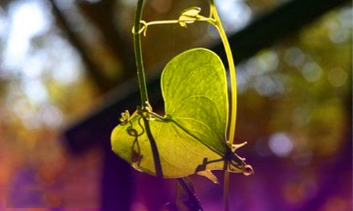 七夕情话短句10字以内