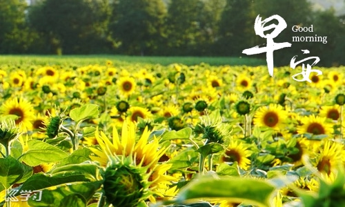 最新早安清新小句子文案