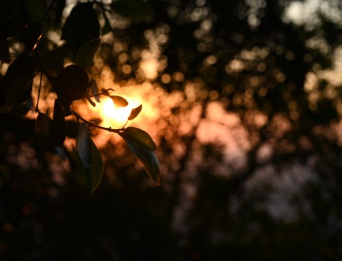 2020新型冠状病毒高中作文五篇